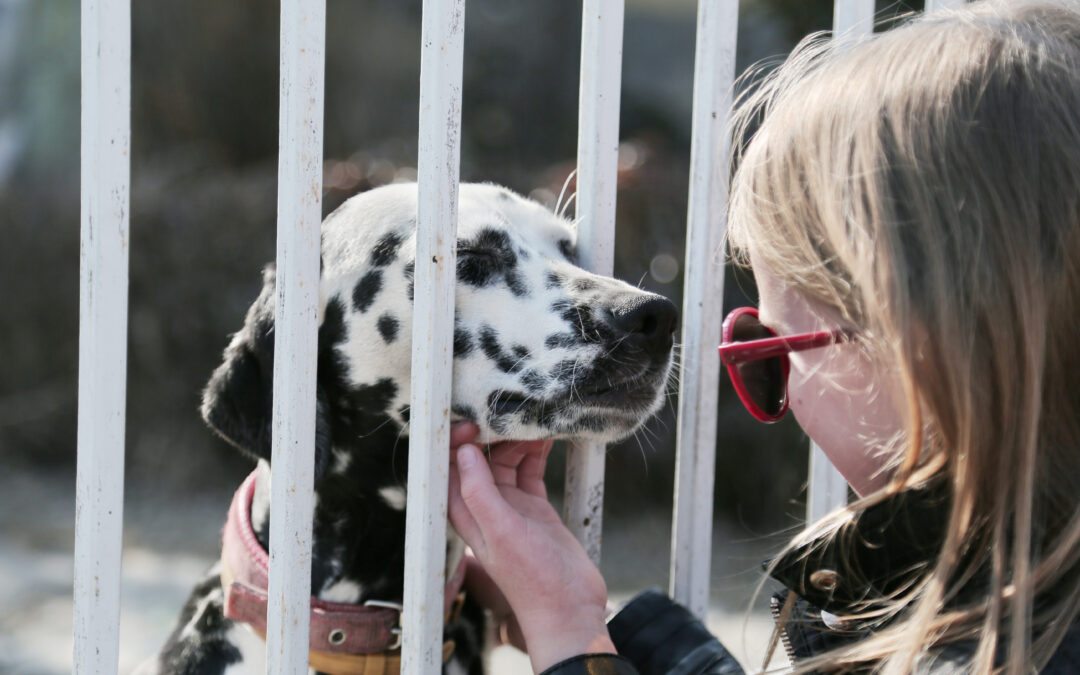 Come costruire una gabbia per cani: materiale migliore, misure ed esempio